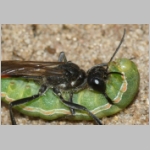 Ammophila sabulosa - Sandwespe 05b 20mm mit Meldenflureulen-Raupe - Anarta trifolii - OS-Wallenhorst Sandgrube.jpg